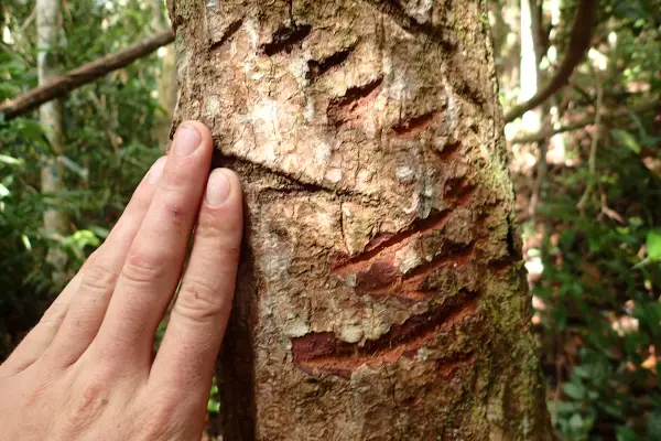 ทัวร์เดินป่า ในป่าฝนที่ท้าทาย 5 วัน 4 คืน