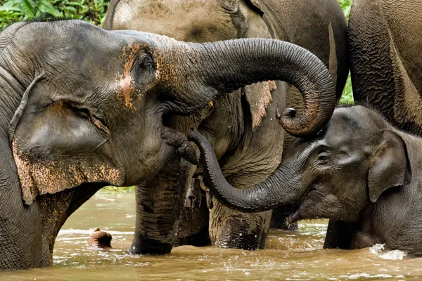 Wildlife Volunteering in Sayabouly: An Unforgettable Week of Eco Adventures with Elephants