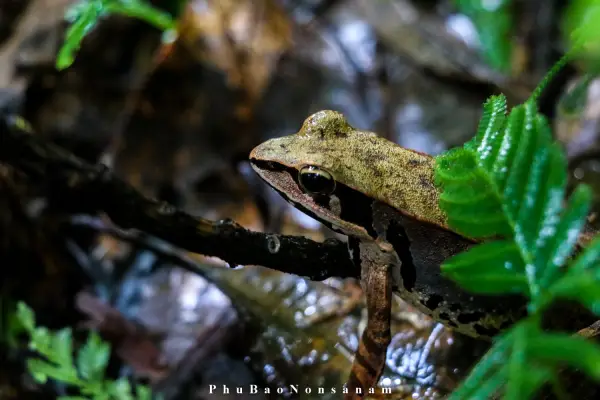 ทัวร์เดินป่า ในป่าฝนที่ท้าทาย 5 วัน 4 คืน