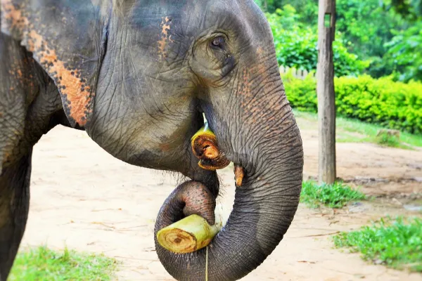 2 Day Mahout Experience with Overnight (Shangri Lao)