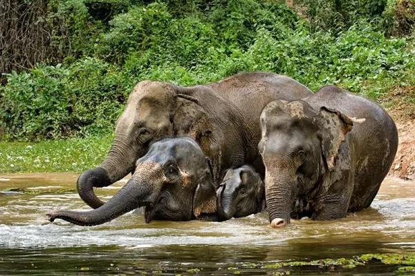 Experience Elephant Conservation Center in Sayabouly: A 2 Days - 1 Night Adventure