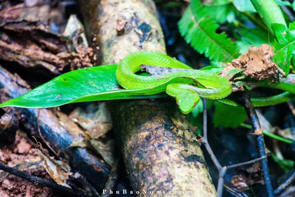 ทัวร์เดินป่า ในป่าฝนที่ท้าทาย 5 วัน 4 คืน}