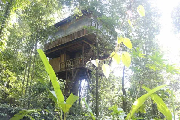 Tree Top Explorer (2 Days /1 Night)}