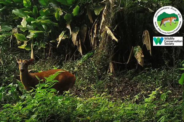 เดินป่าค้างคืนกระเช้าต้นไม้ 2 คืน