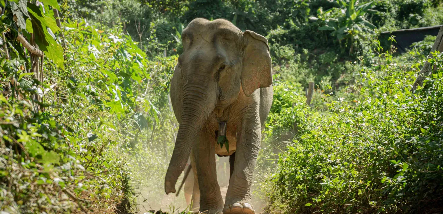 In the Footsteps of Giants