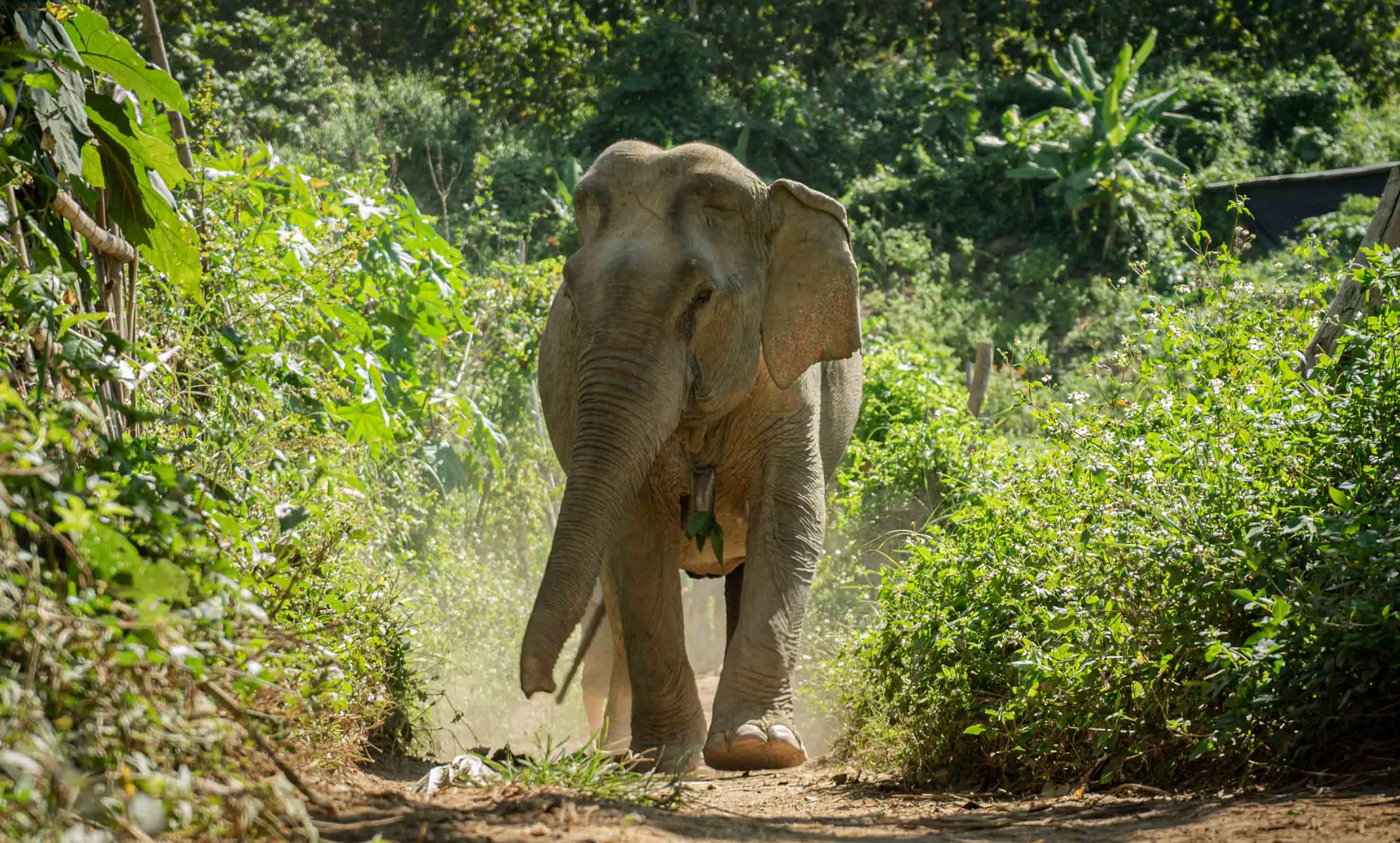 In the Footsteps of Giants