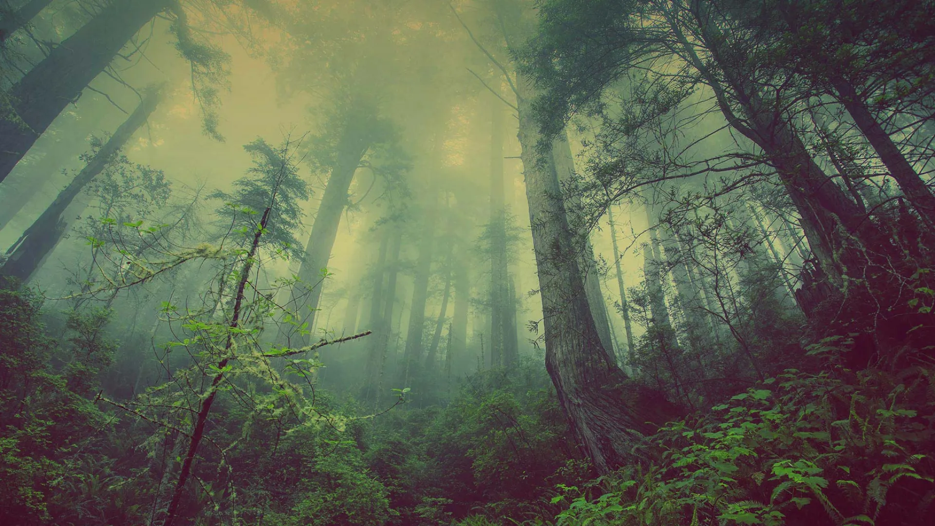 Phou Xieng Thong National Protected Area and Kong Mountain