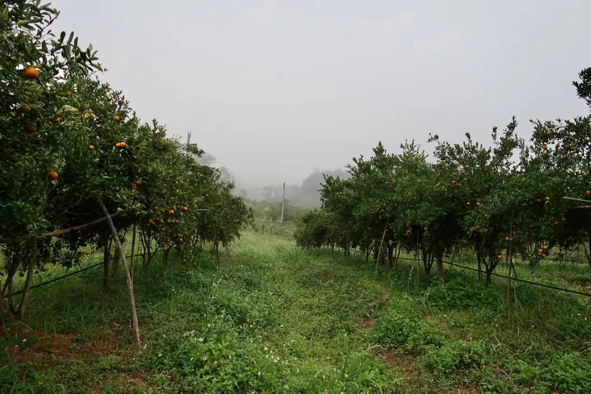 ສວນໝາກກ້ຽງ