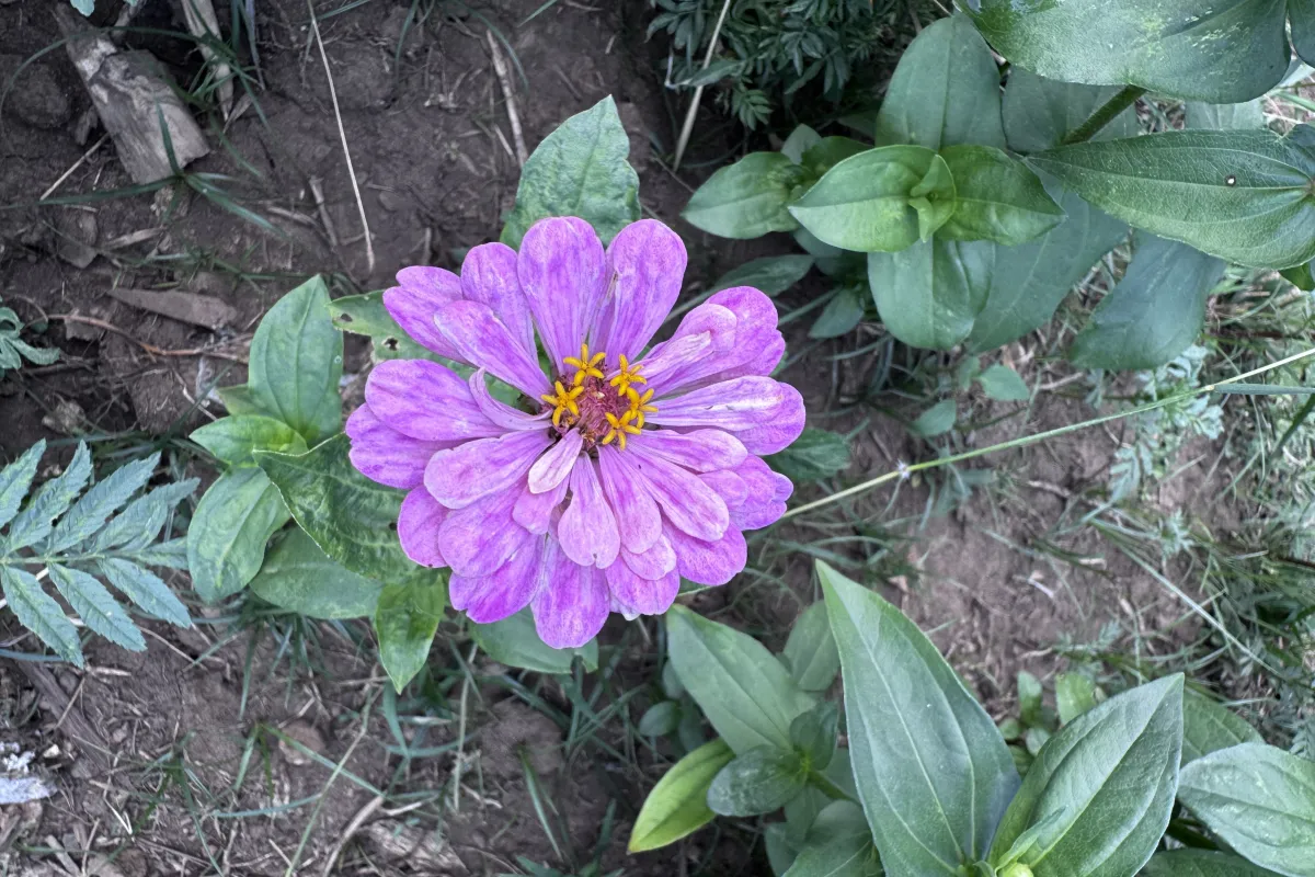 Khmu Exhibition Hall – A Cultural Stop on the Way to Kuang Si Waterfall