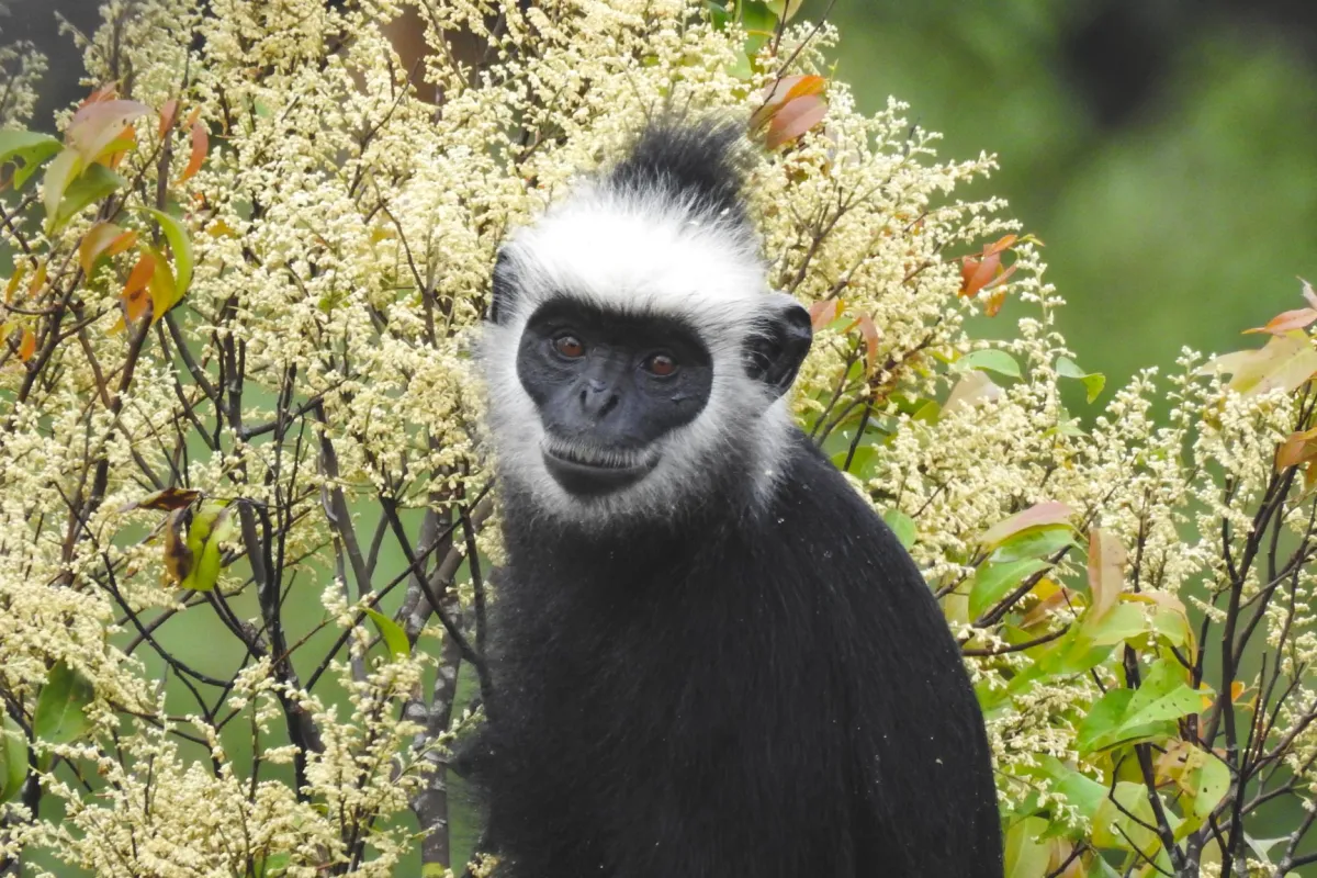 甘蒙福帕玛恩岩石观景点