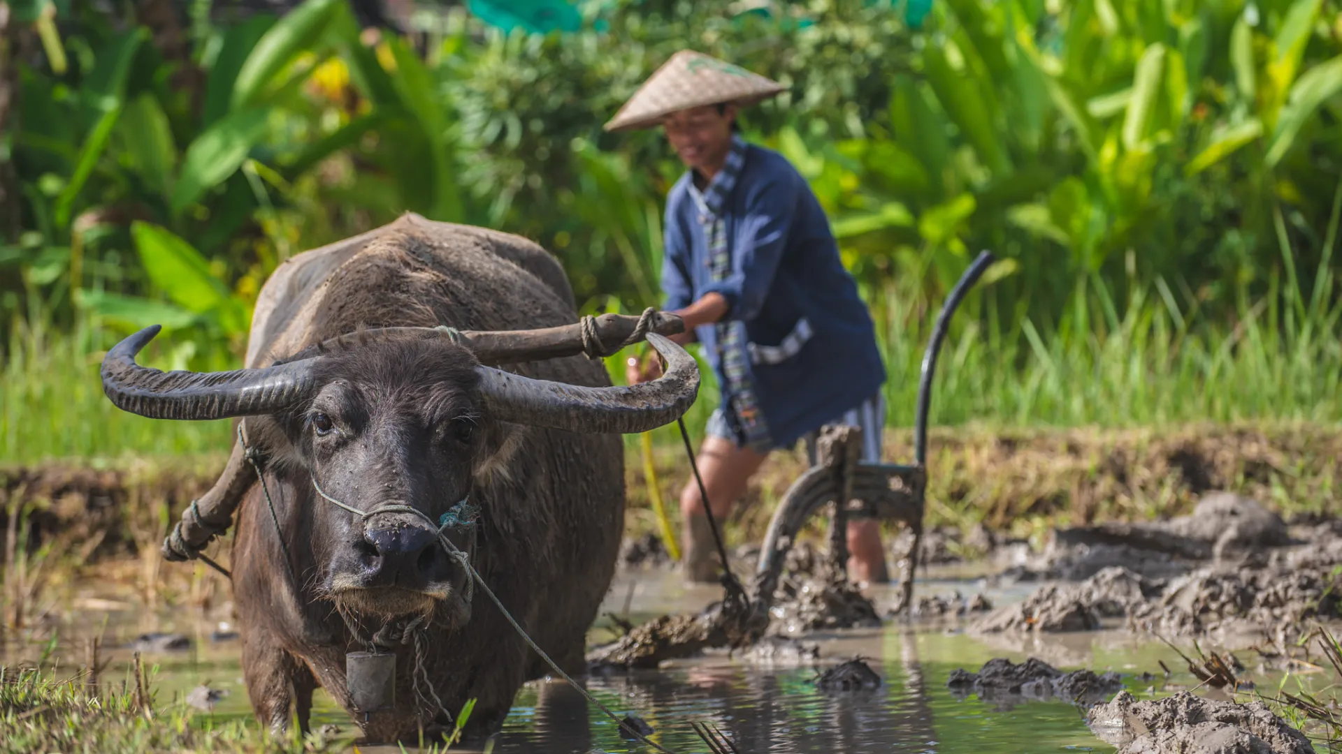 The Living Land Farm -  Rice Farming Experience