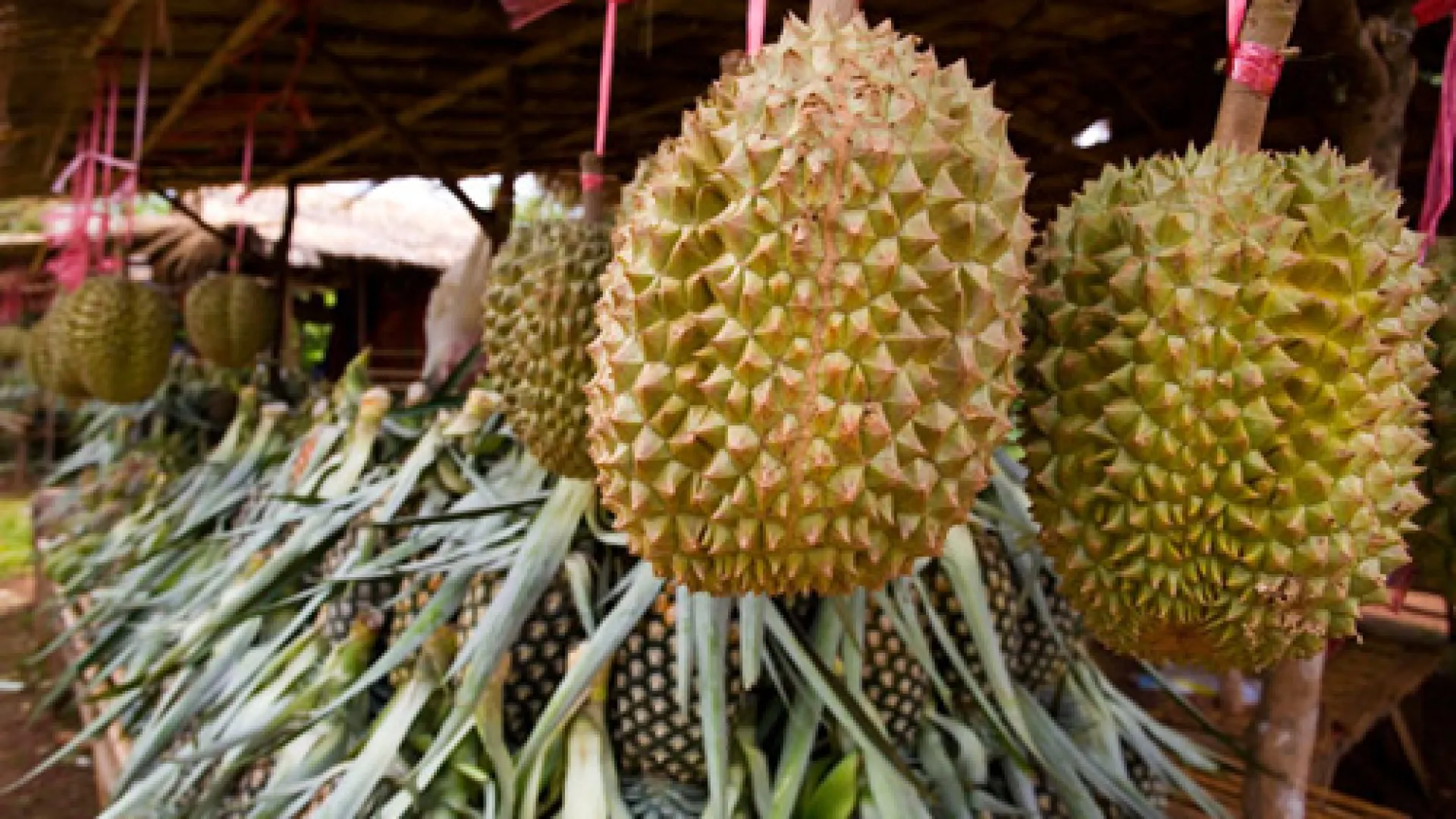 Paksong Durian