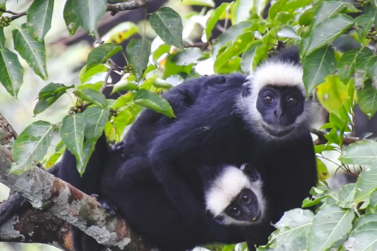 甘蒙福帕玛恩岩石观景点
