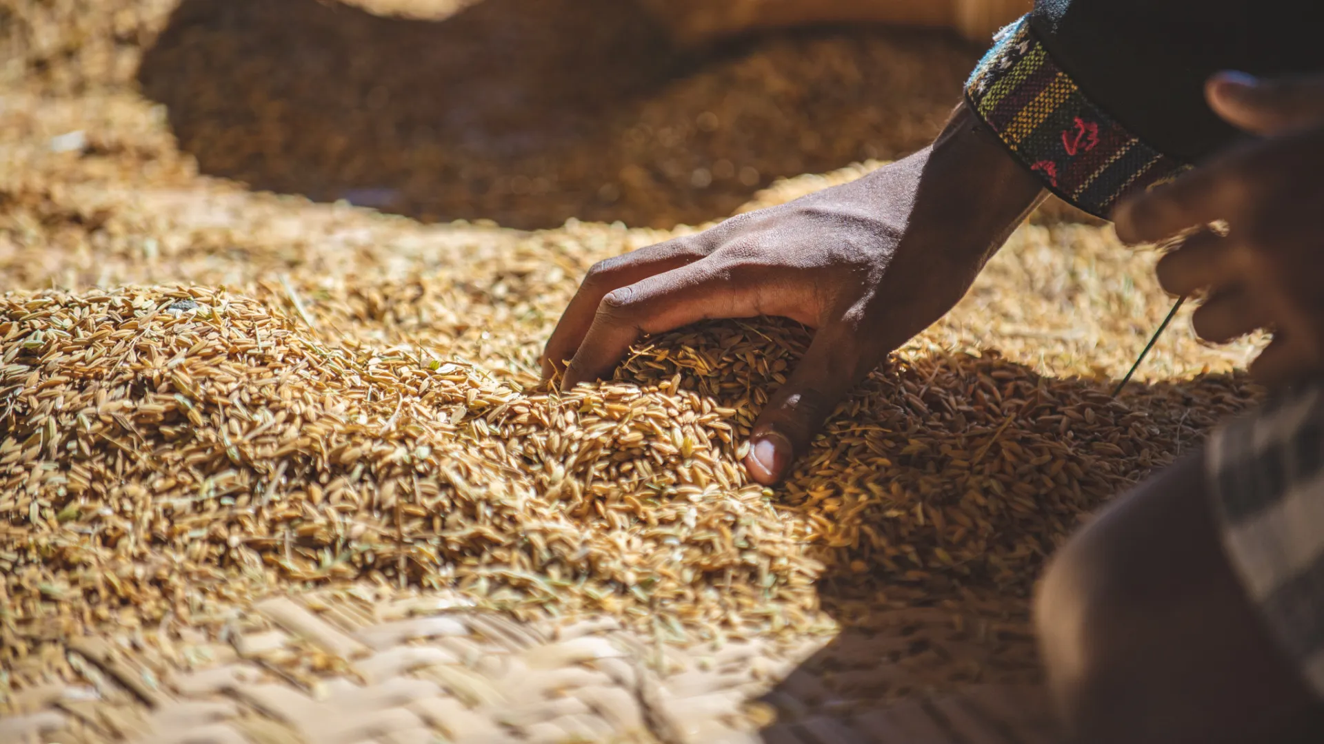The Living Land Farm -  Rice Farming Experience