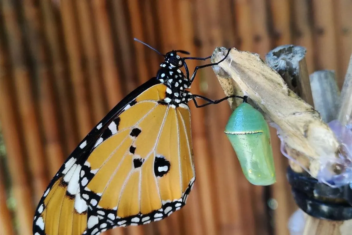 Kuang Si Falls Butterfly Park (Luang Prabang)