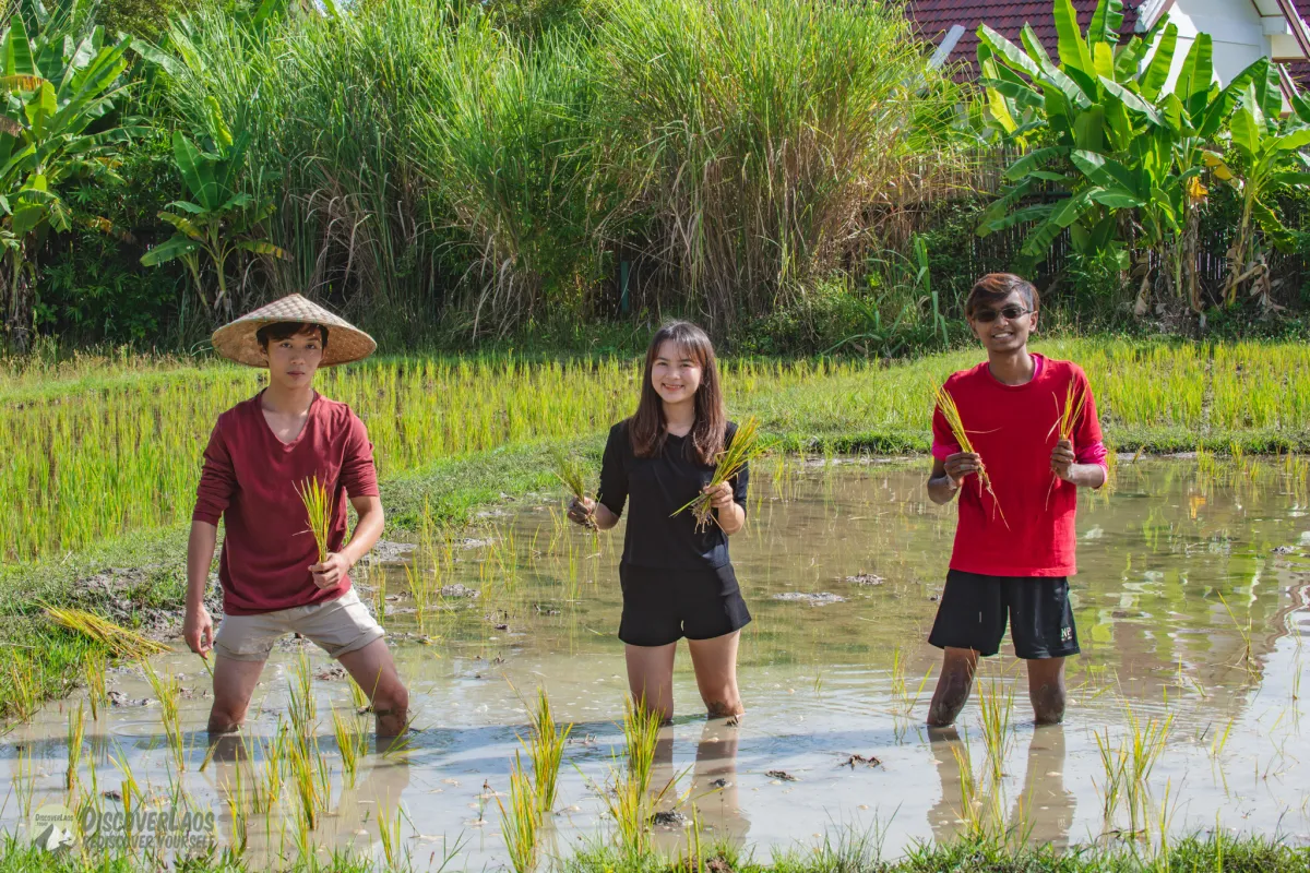 The Living Land Farm -  Rice Farming Experience