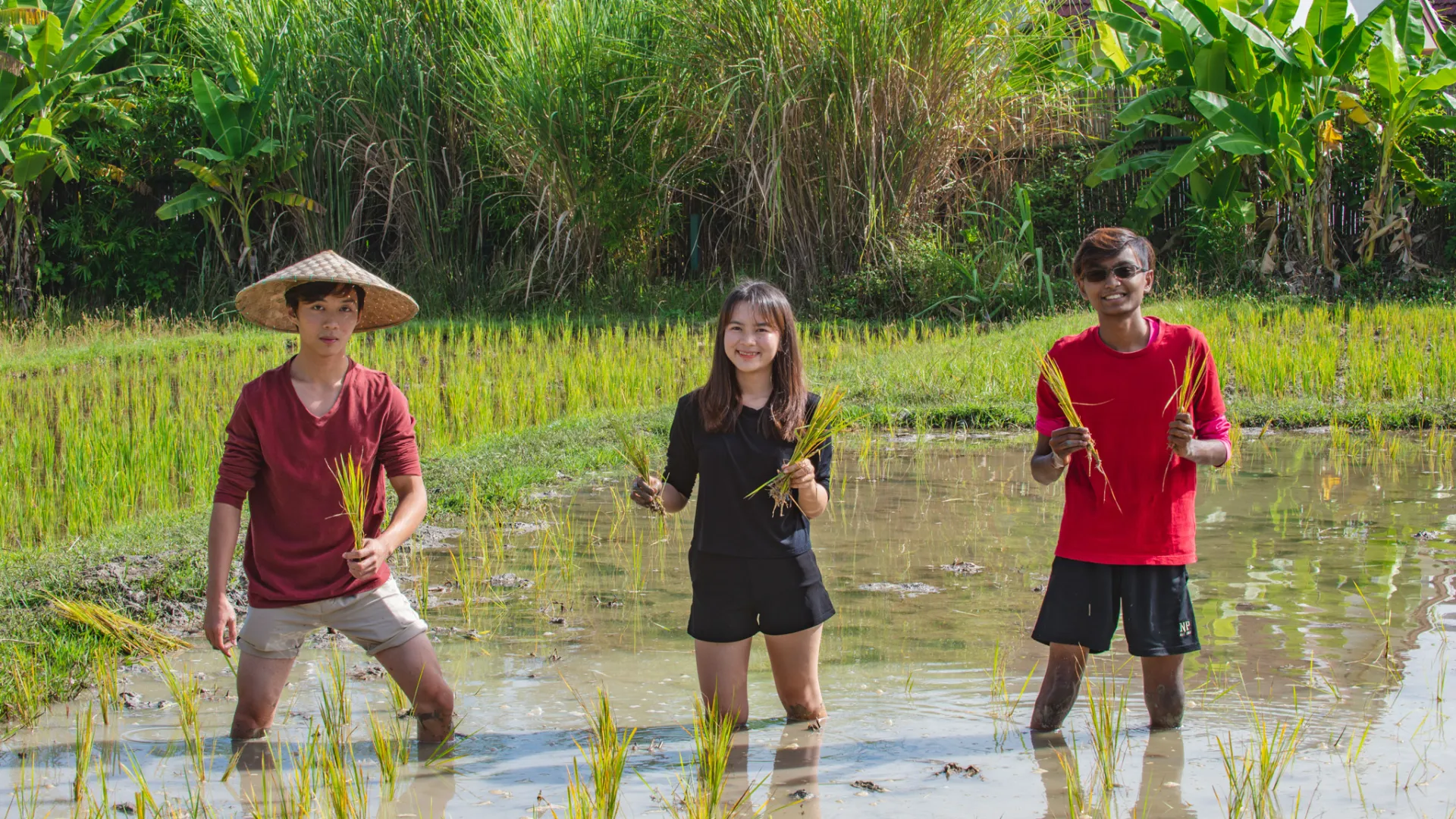 The Living Land Farm -  Rice Farming Experience