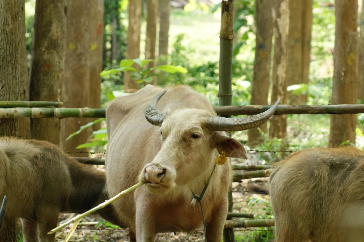 Laos Buffalo Dairy
