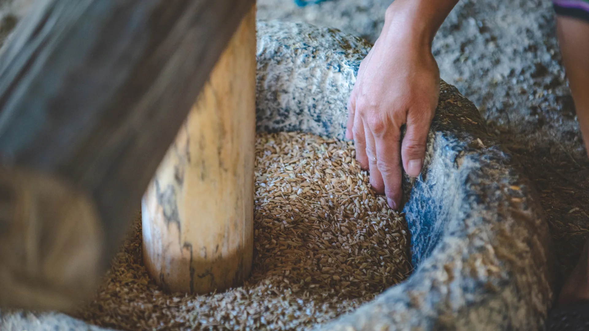 The Living Land Farm -  Rice Farming Experience