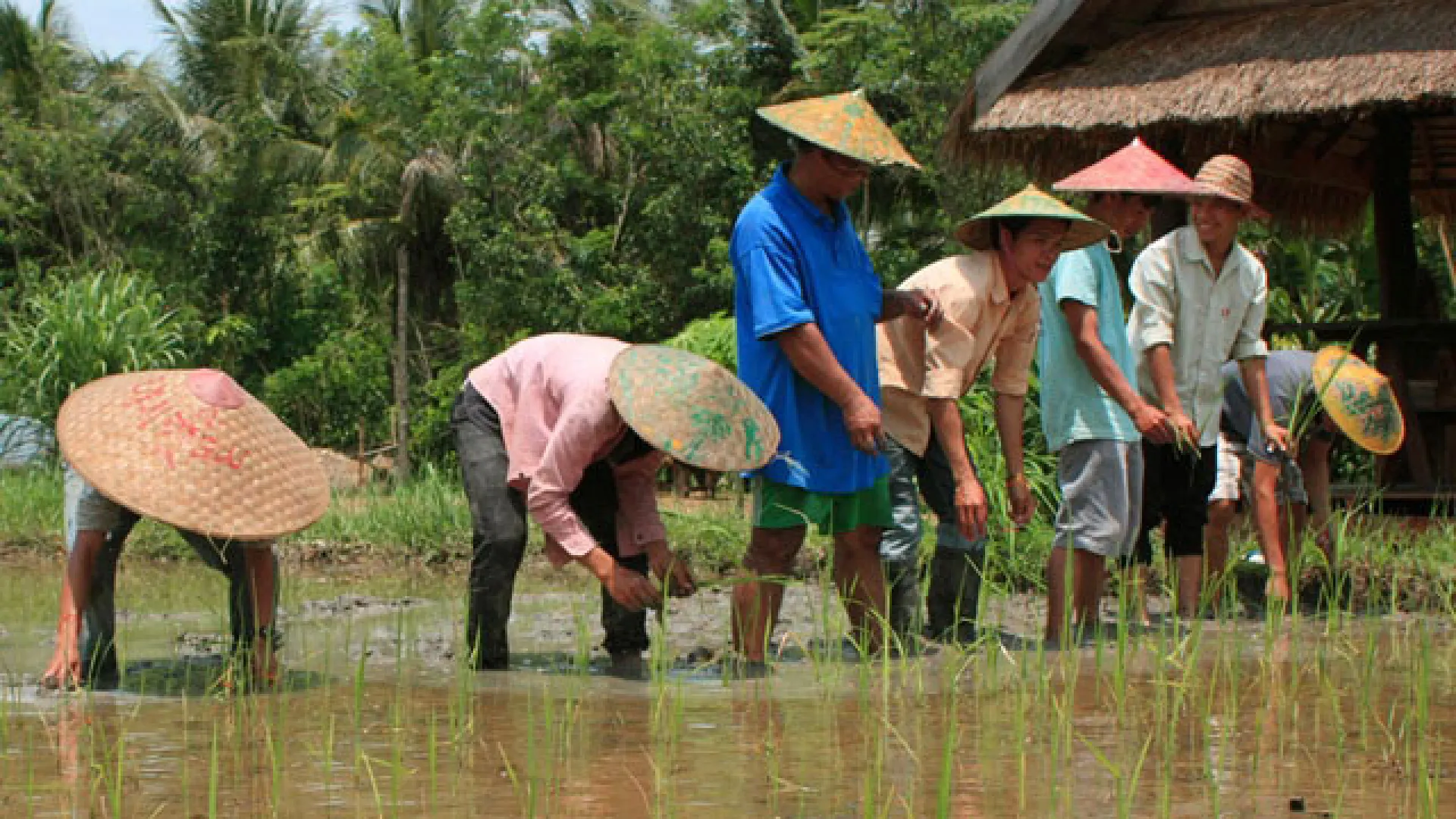The Living Land Farm -  Rice Farming Experience
