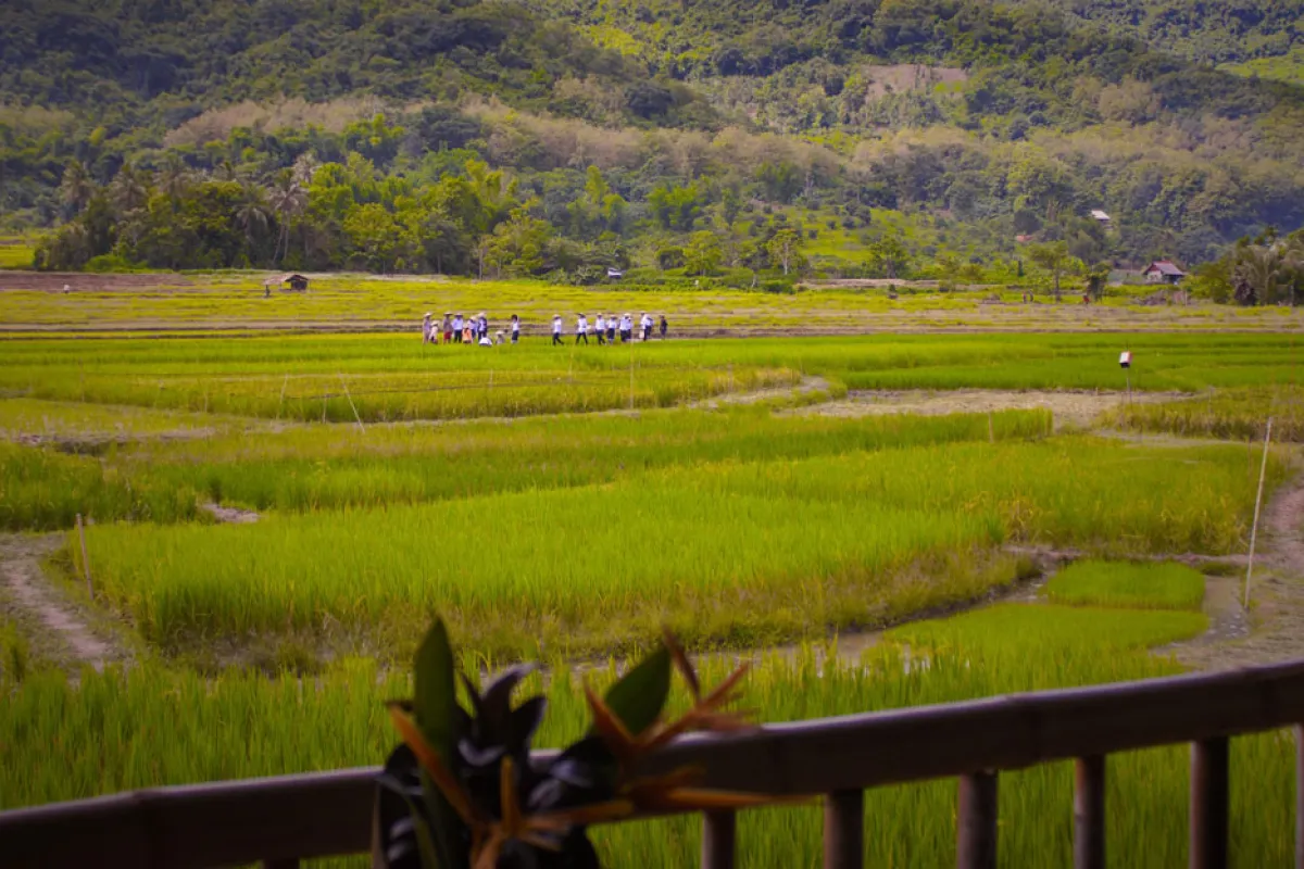 The Living Land Farm -  Rice Farming Experience