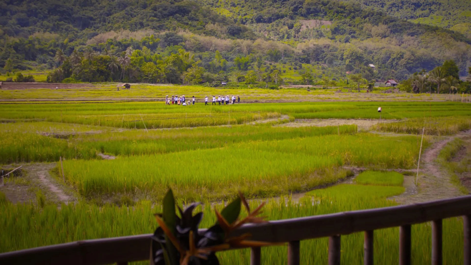 The Living Land Farm -  Rice Farming Experience