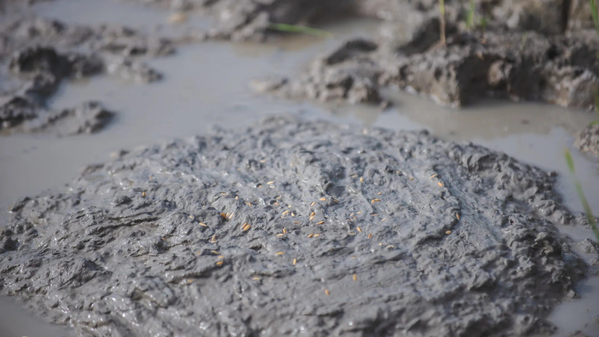 The Living Land Farm -  Rice Farming Experience