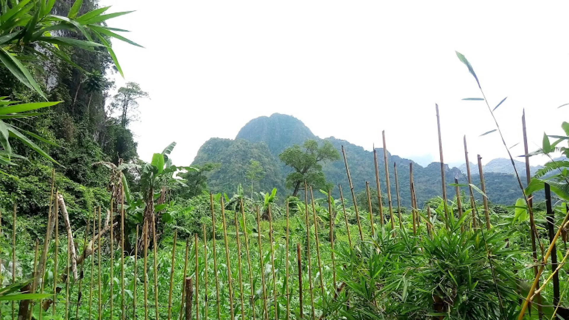 Tham Pha Pheung (Bee Cliff Cave)