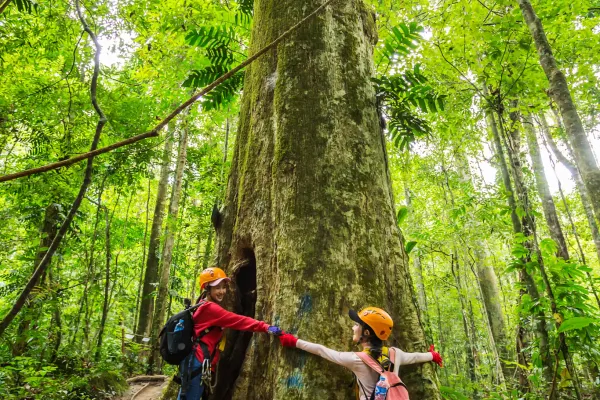 ລົດຮັບສົ່ງທົວພາຍໃນຣີສອດ, ຍ່າງປ່າ, ຕົ້ນໄມ້ໃຫ່ຍ, ຂີ່ສະລິງ 9 ເສັ້ນ