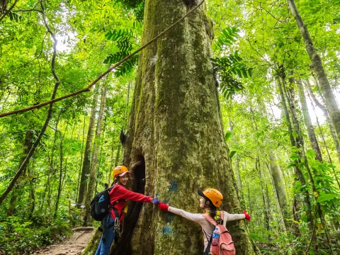 Resort car, Trekking, Giant Tree, Trekking, 9 Zip lining