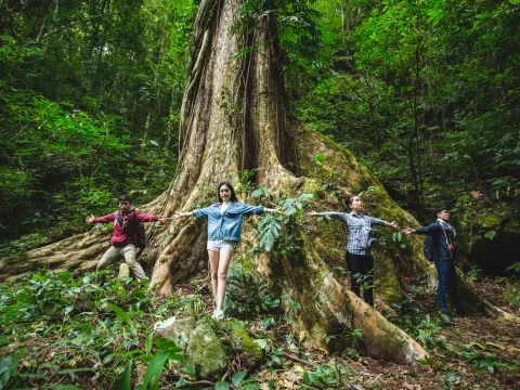 Resort Car, Trekking, Giant Trees at Nam Kat Yorla Pa