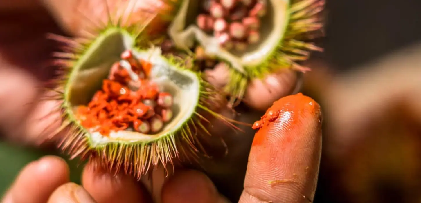 Natural Dyeing Experience