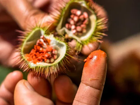 Natural Dyeing Experience