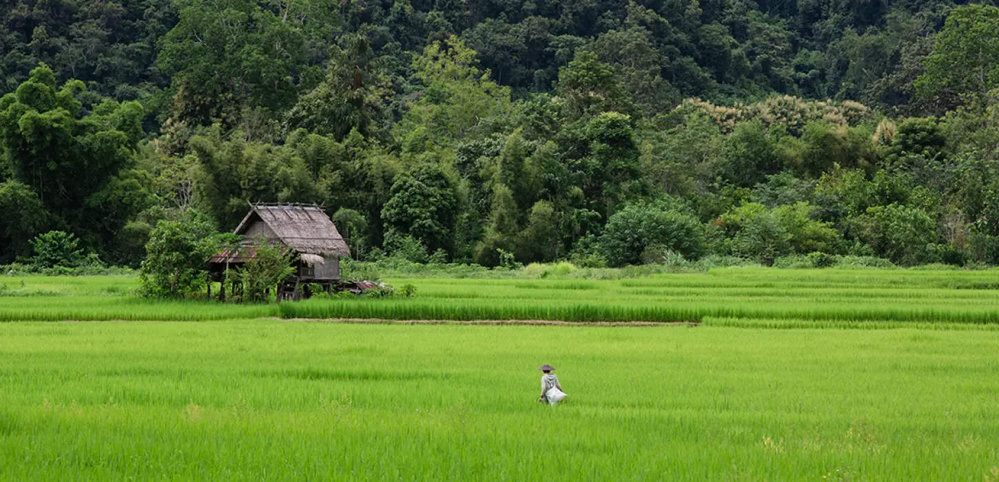 4-Day Nong Khiaw Jungle Trek & Kayak Adventure