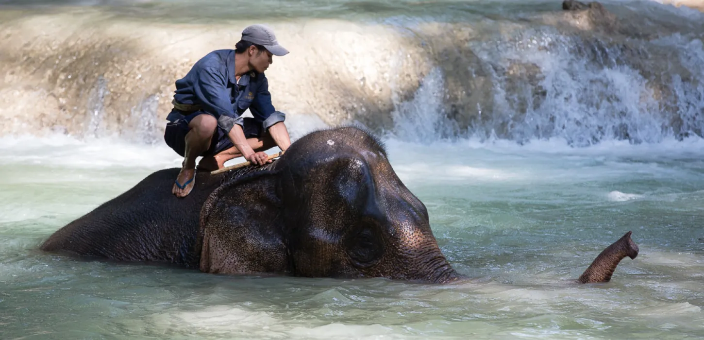 1 Day Elephant Experience & Kayaking Advanture