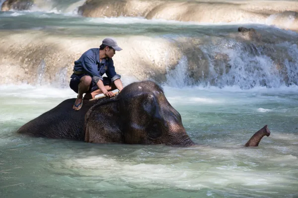 1 Day Elephant Experience & Kayaking Advanture