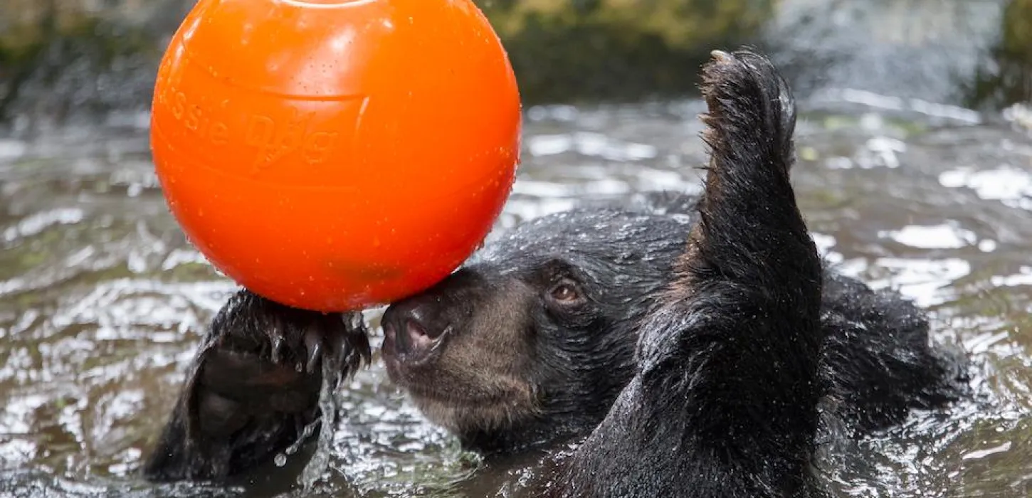 Bear Care Tour TAT KUANG SI BEAR RESCUE CENTRE