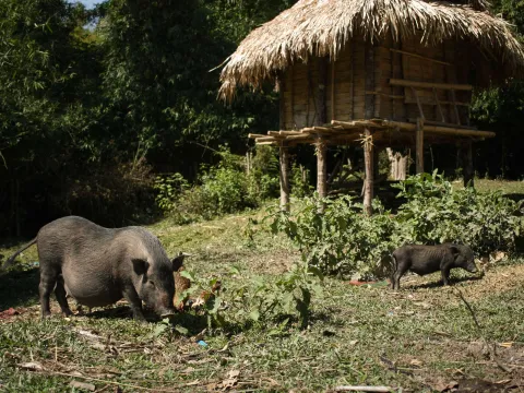 Hill-Tribe Villages Off-Road Biking