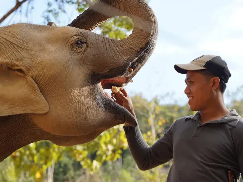 Inside the Hearts of Elephants (Full Day)