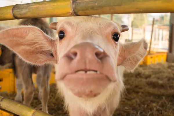 ທ່ຽວຟາມຄວາຍດ້ວຍຕົວເອງ