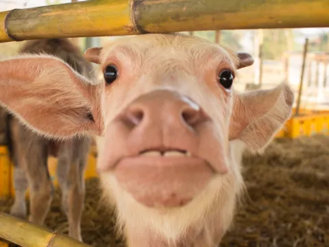 Scheduled Tour Through Mini - Farm