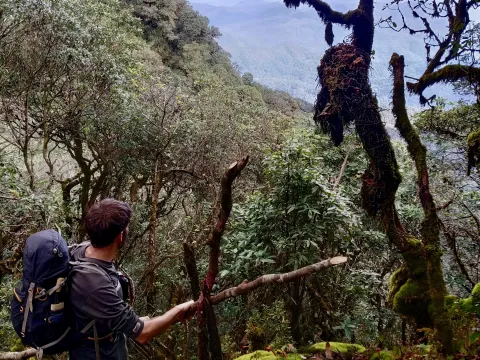 เดินป่า