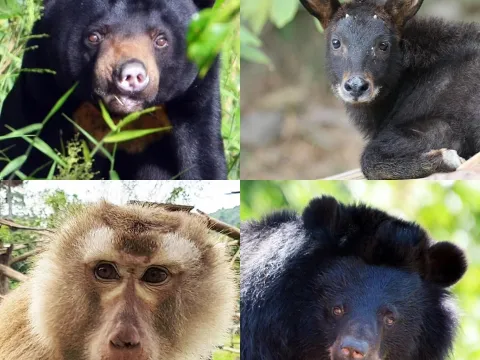 Bear Care Tour LUANG PRABANG WILDLIFE SANCTUARY