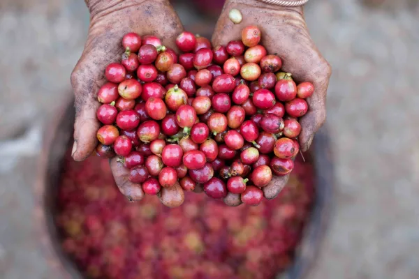 ທ່ຽວຊົມພູພຽງບໍລະເວນ