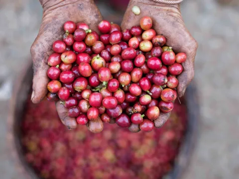 Bolaven Highlights Tour