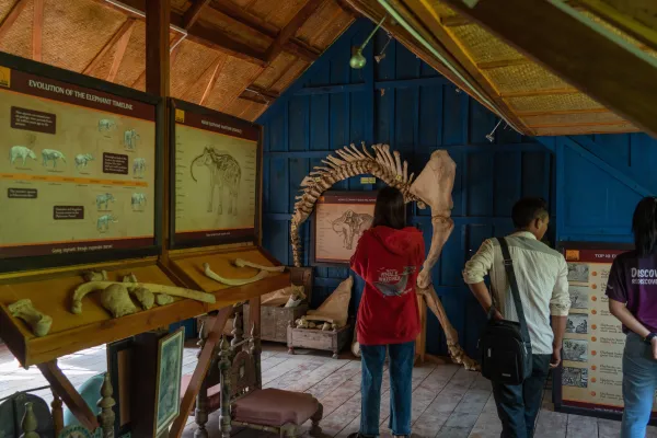 参观大象村（时间较短）