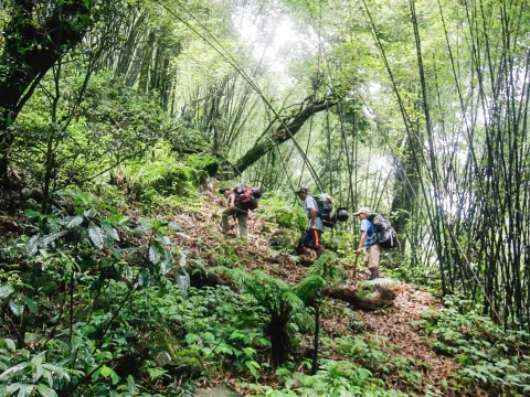 เดินป่า