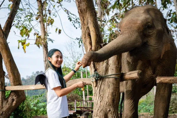 与大象沟通（下午半日游）