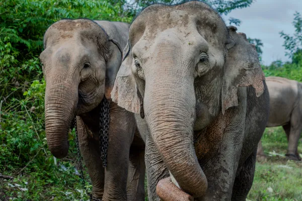 全天大象体验与徒步旅行