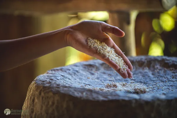 在活地农场的半日稻米体验